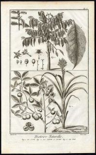 Antique Print Engravin g COFFEE PLANT SUGAR CANE TEA Dider ot 1751