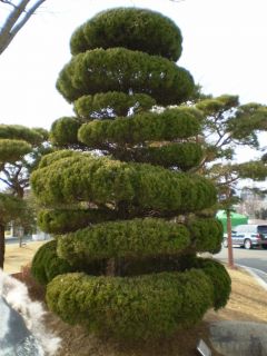 Chinese Juniper (10) Seeds – Bonsai – Juniperus Chinensis