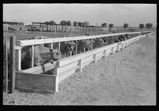 Dairy cattle at the feed trough,Casa Grande Valley Farms,Pinal County