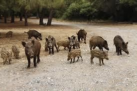 Wild Hog Lure Calling Cd Turn On Hunt Live Hog Calls Pig Hunting
