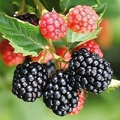 10 Triple Crown Blackberry Plants (Bareroot)  + 1 FREE