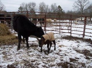 Irish Dexter Cattle  New Item Baby Calf Saver Blanket