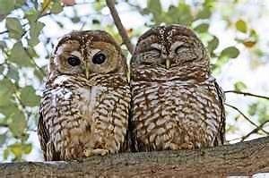 Spotted Owls Cross Stitch Pattern