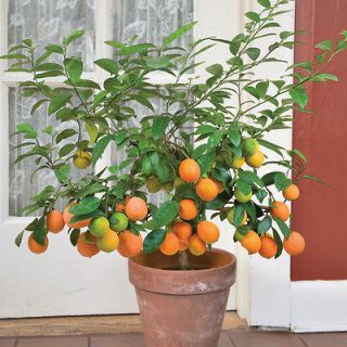 DWARF treeTahitian Orange (Citrus x limonia ‘Otaheite’) indoor