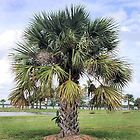 10 Sabal minor Dwarf Palmetto COLD HARDY 5F Palm Tree