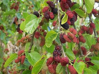 White Mulberry, Morus alba, Tree Seeds, (Hardy, Edible Fruit)