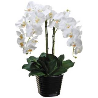 Potted Cream Phalaenopsis 24" High Faux Silk Orchids   #W7633