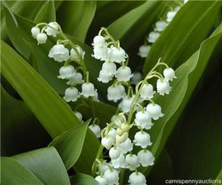 100 Live Lily of the Valley Perennial shade Plant Fragrant White bell