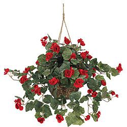 Begonia Hanging Basket